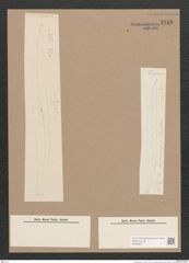 Pleurosigma sp. (de-Toni-Nr.: Genus 13) Zeichnungen Sammlung Grunow Nr. 2158 (NHMW-BOT-W0369211)